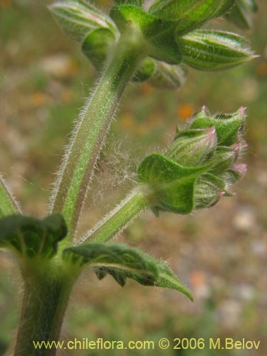 Image of Lamiaceae sp. #1896 (). Click to enlarge parts of image.