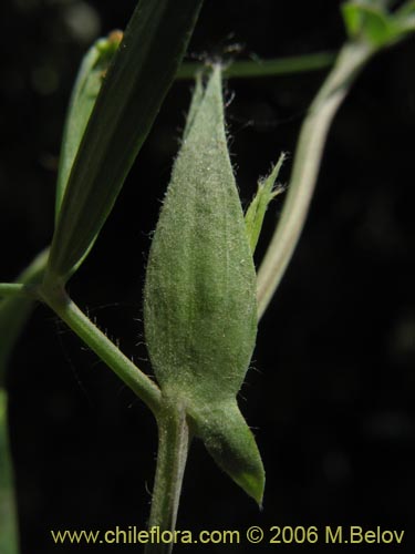 Image of Vicia vicina (). Click to enlarge parts of image.