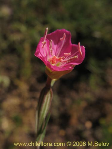 Imágen de Oenothera rosea (Enotera rosada). Haga un clic para aumentar parte de imágen.