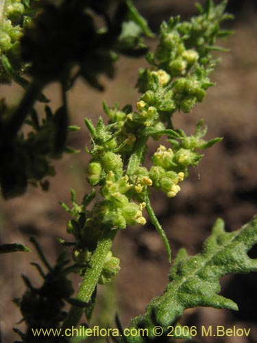 Image of Chenopodium chilense (). Click to enlarge parts of image.