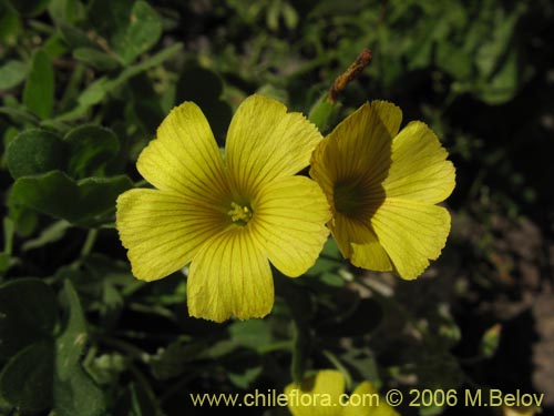 Image of Oxalis sp. #1641 (). Click to enlarge parts of image.