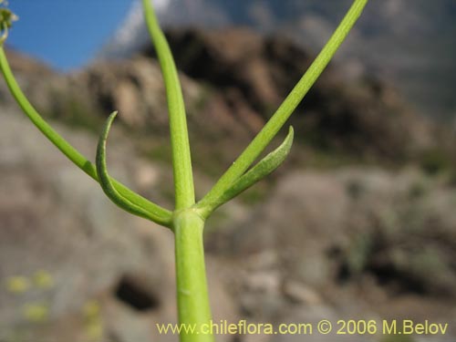 Image of Valeriana verticillata (). Click to enlarge parts of image.