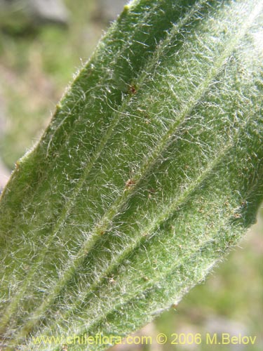 Plantago lanceolata的照片