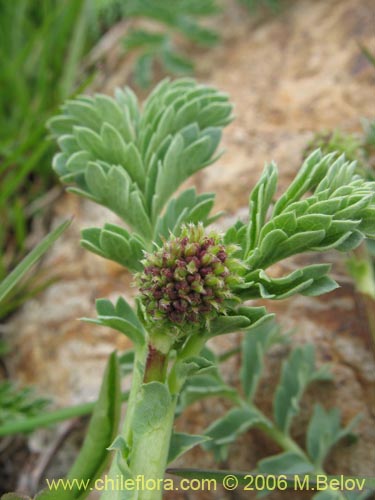Acaena magellanicaの写真