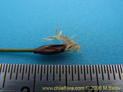 Image of Carex sp. #1539 (). Click to enlarge parts of image.