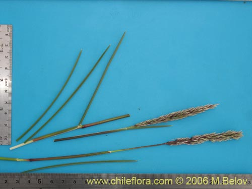 Image of Poaceae sp. #1869 (). Click to enlarge parts of image.