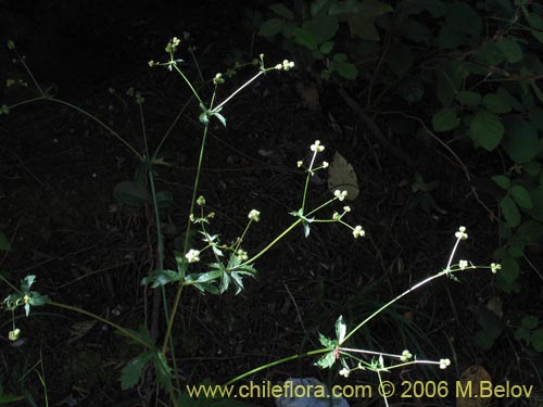 Image of Sanicula crassicaulis (). Click to enlarge parts of image.