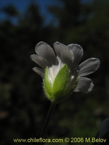Image of Cerastium arvense (Cuernecita). Click to enlarge parts of image.