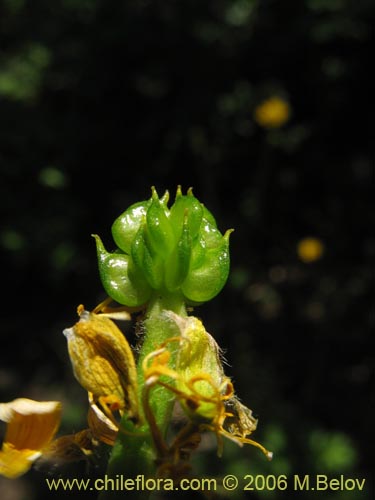 Imágen de Ranunculus peduncularis var. peduncularis (). Haga un clic para aumentar parte de imágen.
