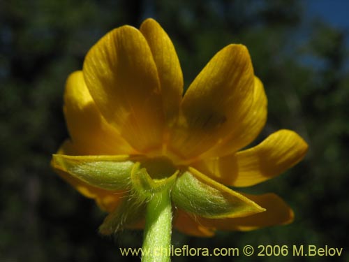 Image of Ranunculus peduncularis var. peduncularis (). Click to enlarge parts of image.