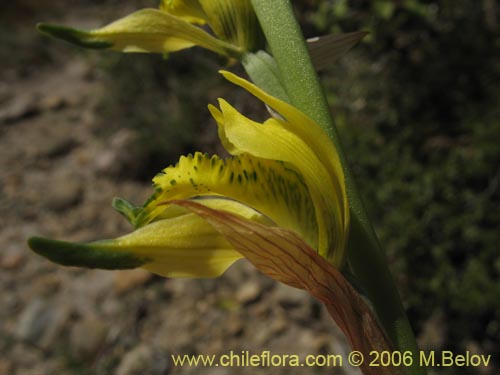 Image of Chloraea cristata (orquidea amarilla). Click to enlarge parts of image.