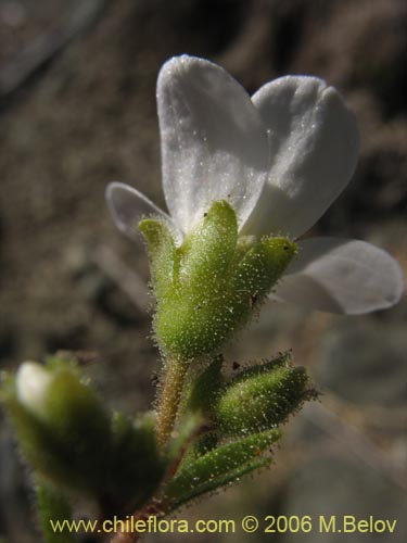 Image of Saxifraga sp. #2422 (). Click to enlarge parts of image.