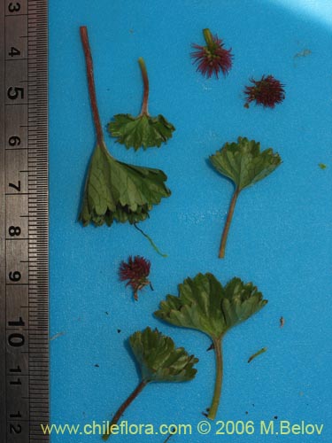 Image of Gunnera magellanica (Pangue enano / Palacoazir). Click to enlarge parts of image.