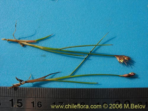 Image of Juncaceae sp. #1876 (). Click to enlarge parts of image.