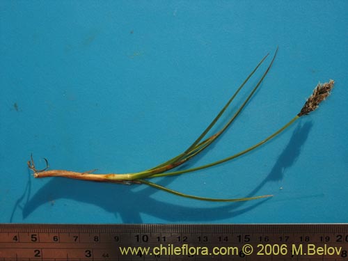 Фотография Carex sp. #3086 (). Щелкните, чтобы увеличить вырез.