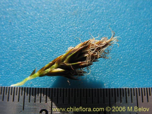 Carex sp. #3086の写真