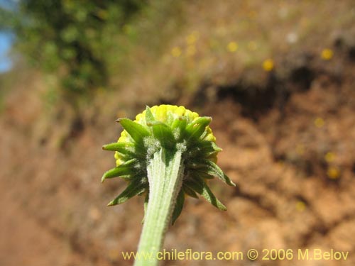 Image of Helenium aromaticum (Manzanilla del cerro). Click to enlarge parts of image.