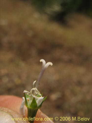 Image of Wahlenbergia linarioides (UÃ±a-perquen). Click to enlarge parts of image.