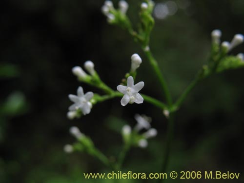 Image of Valeriana sp. #1664 (). Click to enlarge parts of image.
