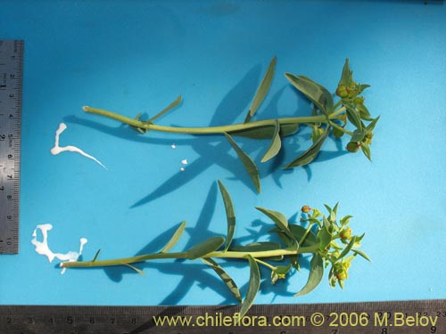 Bild von Euphorbia collina (Pichoga). Klicken Sie, um den Ausschnitt zu vergrössern.