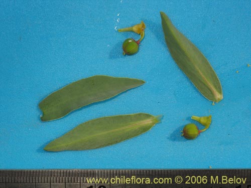 Imágen de Euphorbia collina (Pichoga). Haga un clic para aumentar parte de imágen.