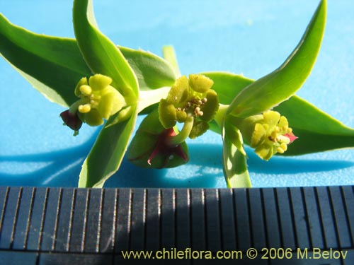 Image of Euphorbia collina (Pichoga). Click to enlarge parts of image.