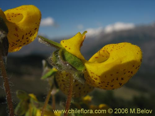 Bild von Calceolaria corymbosa ssp. floccosa (). Klicken Sie, um den Ausschnitt zu vergrössern.