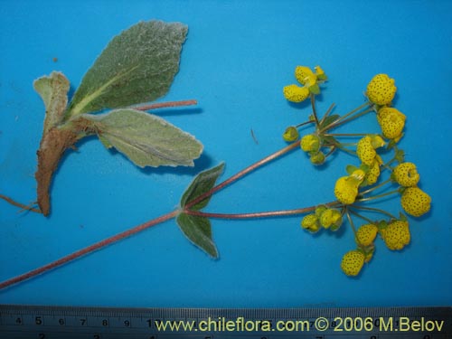 Image of Calceolaria corymbosa ssp. floccosa (). Click to enlarge parts of image.