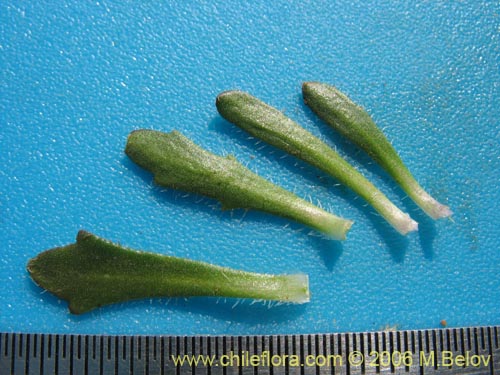 Image of Weberbauera chillanensis (). Click to enlarge parts of image.