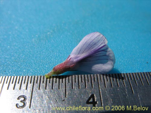 Image of Lathyrus sp. #1661 (). Click to enlarge parts of image.