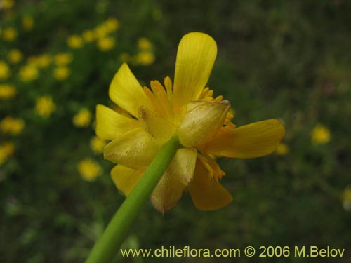 Image of Ranunculus peduncularis var. peduncularis (). Click to enlarge parts of image.