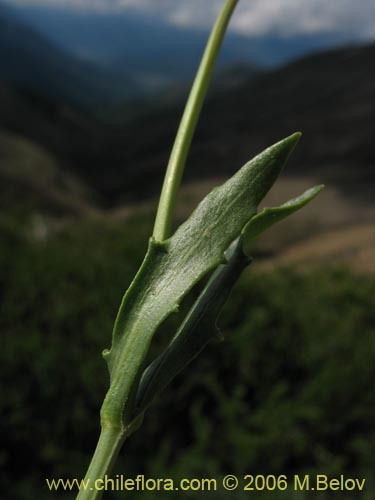 Image of Valeriana graciliceps (). Click to enlarge parts of image.