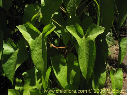 Image of Calystegia sepium (Carricillo / Carrizalillo / Suspiro). Click to enlarge parts of image.