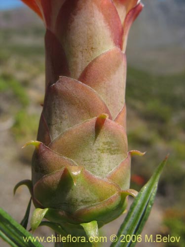 Imágen de Mutisia subulata fma. rosmarinifolia (Hierba del jote / Flor de la granada). Haga un clic para aumentar parte de imágen.