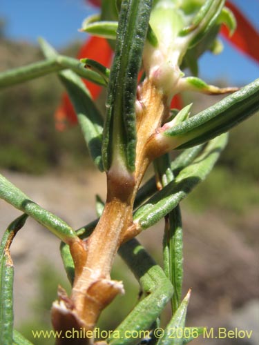 Image of Mutisia subulata fma. rosmarinifolia (Hierba del jote / Flor de la granada). Click to enlarge parts of image.
