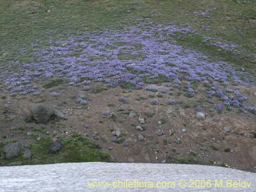 Astragalus cruckshanksiiの写真