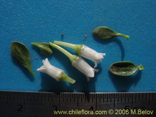 Image of Discaria nana (Discaria chica). Click to enlarge parts of image.