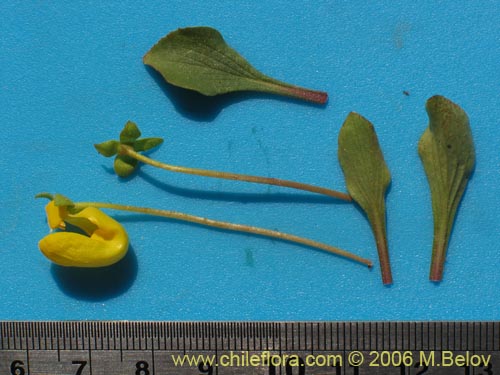 Image of Calceolaria polyrhiza (). Click to enlarge parts of image.