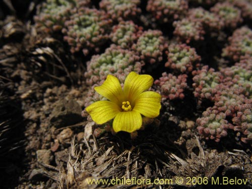 Image of Oxalis sp. #1679 (). Click to enlarge parts of image.