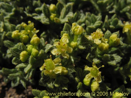 Image of Azorella madreporica (). Click to enlarge parts of image.