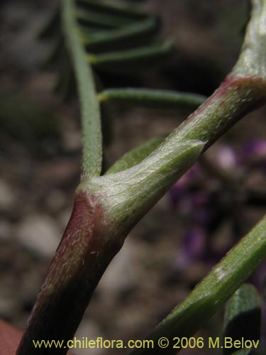 Image of Astragalus cruckshanksii (). Click to enlarge parts of image.