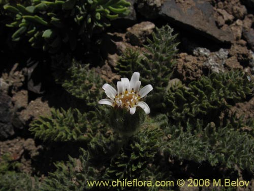 Image of Leucheria scrobiculata (). Click to enlarge parts of image.