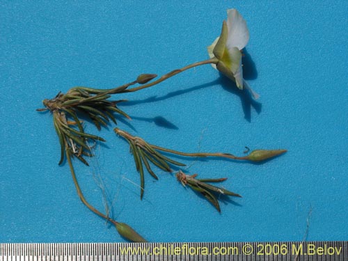Image of Portulacaceae sp. #1901 (). Click to enlarge parts of image.