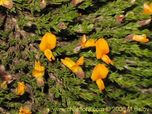 Anarthrophyllum cummingi的照片
