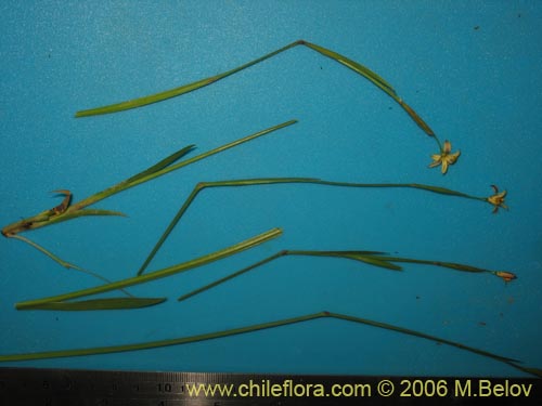 Image of Iridaceae sp. #1900 (). Click to enlarge parts of image.