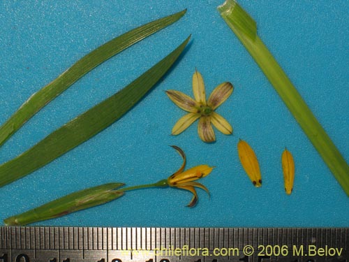 Image of Iridaceae sp. #1900 (). Click to enlarge parts of image.