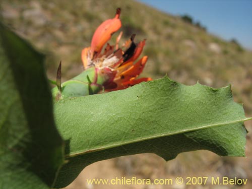 Image of Mutisia cana (Clavel del Campo). Click to enlarge parts of image.