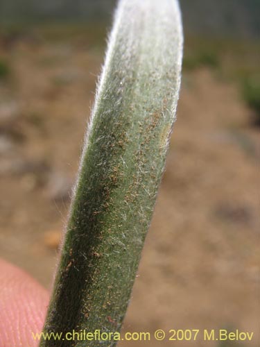 Image of Gnaphalium viravira (viravira / hierba de la vida / hierba de la diuca). Click to enlarge parts of image.