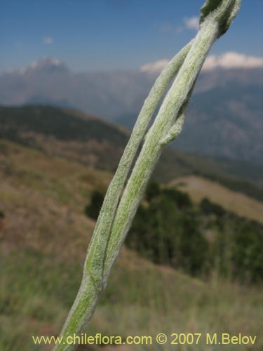 Image of Gnaphalium viravira (viravira / hierba de la vida / hierba de la diuca). Click to enlarge parts of image.