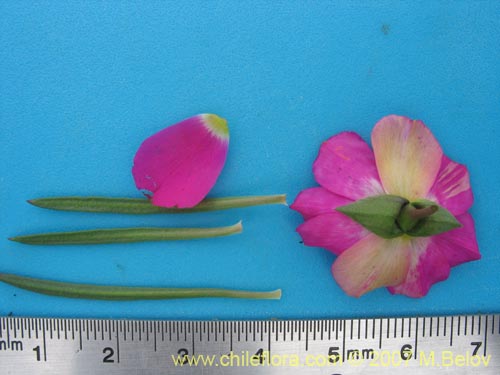 Image of Calandrinia sp. #1019 (). Click to enlarge parts of image.